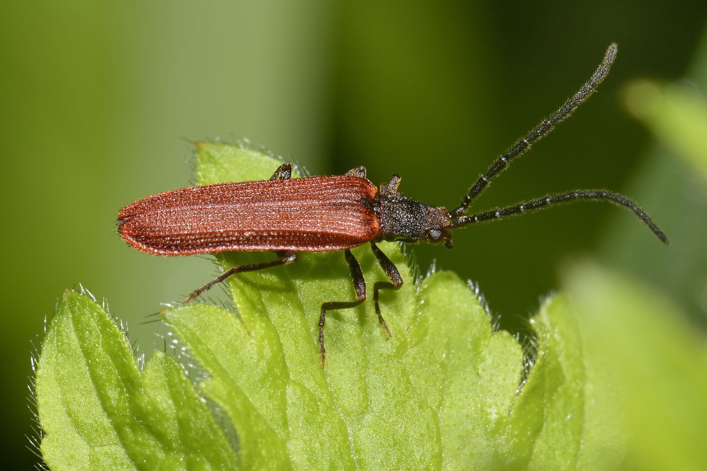 Omalisidae da confermare